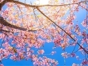 Ertaga havo 32 darajagacha isiydi