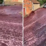 Portugaliyadagi shahar ko‘chasida vino daryo bo‘lib oqdi (video)