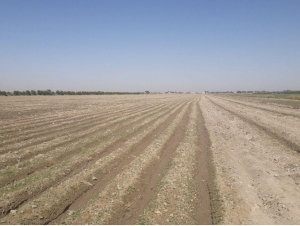 Farmer illegally selling land detained in Samarkand