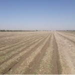 Farmer illegally selling land detained in Samarkand