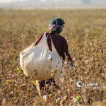 “It is considered a violation of political ethics for officials to force citizens to engage in cotton picking,” stated Babur Bekmuradov