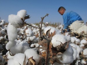 The United States will lift restrictions on cotton from Uzbekistan