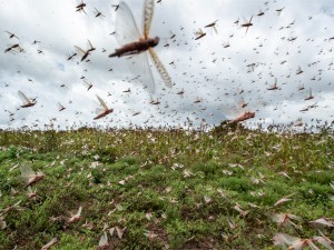 The fields in the Kashkadarya region are reported to have been invaded by locusts