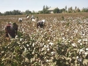 QALAMPIR.UZ суриштирувидан сўнг кутубхоначиларни теримга чиқарган раҳбар жазоланди