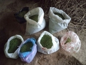 Individual was apprehended for possessing over 10 kilograms of marijuana in Samarkand residence