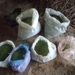 Individual was apprehended for possessing over 10 kilograms of marijuana in Samarkand residence