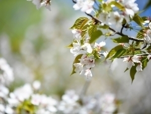 Ertaga havo 30 darajagacha isiydi