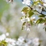 Ertaga havo 30 darajagacha isiydi