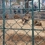 Zookeeper killed by lions in Parkent: Criminal investigation launched