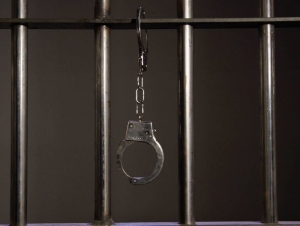 Katta xoroz bilan tukli mushuklar