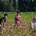Ҳокимларнинг пахтага аралашиши мажбурий меҳнатга олиб келмоқда – “Cotton Campaign”