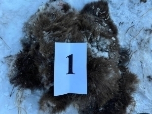 Bear listed in Red Book killed in Bostanlyk  