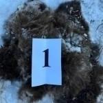 Bear listed in Red Book killed in Bostanlyk  