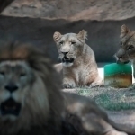Jazirama oqibatida zooparkda 3 ta sher nobud bo‘ldi