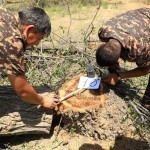Samarqandda yarim asrlik qayrag‘ochlarni kesib tashlaganlar javobgarlikka tortildi