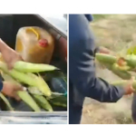 Yana bir hokimning fuqaroni haqoratlagani aks etgan video tarqaldi