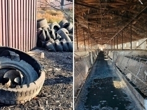 Самарқандда ҳавони ифлослаб келган чўчқахона аниқланди (фото)