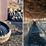 Самарқандда ҳавони ифлослаб келган чўчқахона аниқланди (фото)