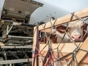 O‘zbekiston o‘limga olib keluvchi Nipah virusi sabab Hindistonga cheklovlar o‘rnatdi (video)