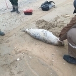 Kaspiy dengizidan 200 ga yaqin tyulen jasadi topildi