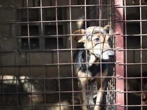 Millions of dollars are allocated for the registration of animals in Uzbekistan