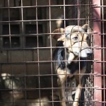 Millions of dollars are allocated for the registration of animals in Uzbekistan
