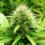 O‘zbekistonda kannabis yetishtirish uchun qancha boj to‘lash kerakligi belgilandi