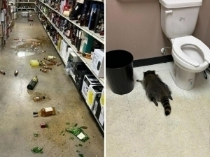 Дўконда вино ичган енот ҳожатхонада маст ҳолда ухлаб қолди