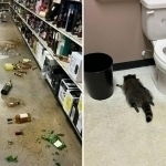 Дўконда вино ичган енот ҳожатхонада маст ҳолда ухлаб қолди