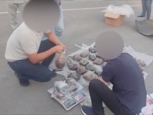 Cobalt’да 41 кг “опий” олиб кетаётган шахс қўлга тушди (видео)