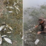 “Navoiyazot” mas’ullari jamoatchilikka tushuntirish bersin – Ekopartiya Zarafshon daryosidagi zaharlanishga munosabat bildirdi