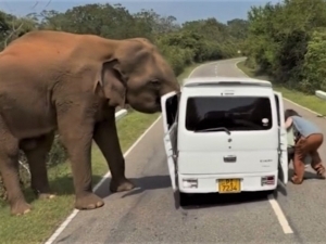 Шри-Ланкада россиялик сайёҳларга фил ҳужум қилди (видео)