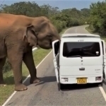 Shri-Lankada rossiyalik sayyohlarga fil hujum qildi (video)