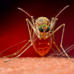 Paragvayga koronavirus emas, denge bezgagi xavf solmoqda