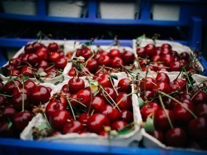 Cautions Raised Over Cherries Imported from Uzbekistan to Russia Amidst Concerns of 'Oriental Fruit Eater' Infestation