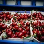 Cautions Raised Over Cherries Imported from Uzbekistan to Russia Amidst Concerns of 'Oriental Fruit Eater' Infestation
