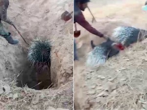 Those who brutally killed a porcupine in Surkhandarya were fined