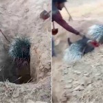 Those who brutally killed a porcupine in Surkhandarya were fined