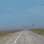 Qozog‘iston dalalariga chigirtkalar hujum qildi