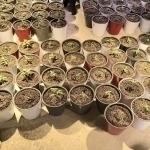 Individual detained for organizing marijuana lab in Bostanlyk