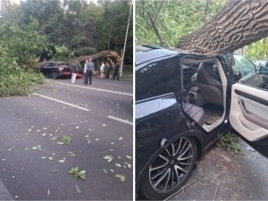Toshkentda harakatlanib ketayotgan mashinalarni daraxt bosib qoldi