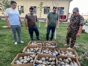 O‘zbekistondan 400 ta noyob toshbaqani olib ketayotgan tojikistonlik qo‘lga tushdi