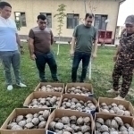 O‘zbekistondan 400 ta noyob toshbaqani olib ketayotgan tojikistonlik qo‘lga tushdi