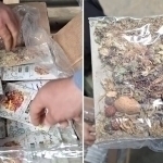 Individuals smuggling drugs from Afghanistan were apprehended in Surkhandarya
