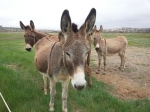 Donkeys are not included in the list of “animals for consumption” - parliament responds