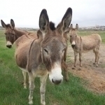 Donkeys are not included in the list of “animals for consumption” - parliament responds