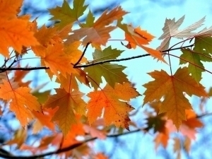 Ertaga harorat 21 darajagacha iliydi