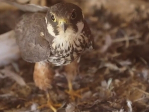 Чинозда ноёб лочинларни сақлаган шахс 620 млн сўм жаримага тортилди (видео)