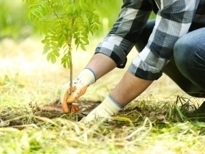 Kambag‘al oilalarga daraxt ekkani uchun subsidiya beriladi