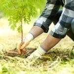 Камбағал оилаларга дарахт эккани учун субсидия берилади